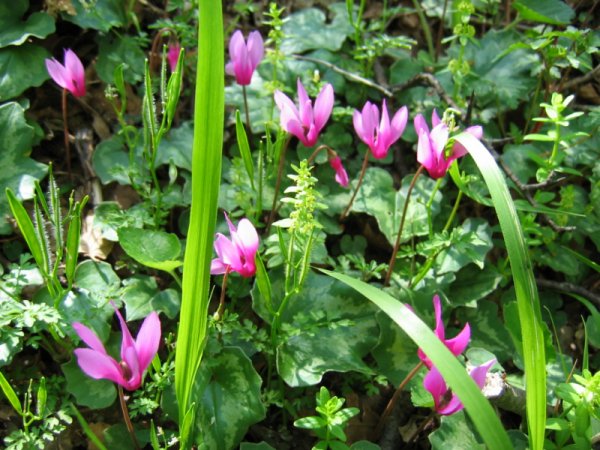 fichier 20060426_1024_fleurs-0.jpg