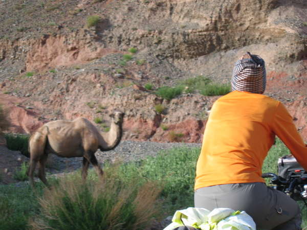 fichier 20060710_1414_224_photo_deux_chameaux_second-0.jpg