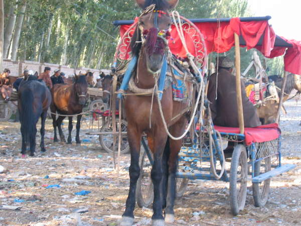 fichier 20060716_050839_bel_attelage_marche_dimanche-0.jpg