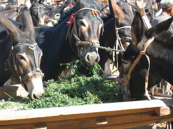 fichier 20060716_053648_marche_dimanche_animaux-0.jpg