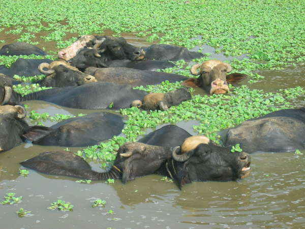 fichier 20060921_140000_0439_05-0.jpg