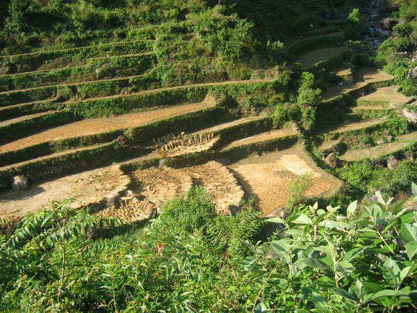 fichier 20061112_1300_0339cultures_en_terrasse-0.jpg