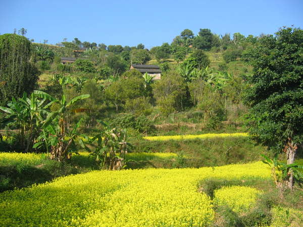fichier 20061117_1500_0404_fleur_moutarde_terrasse_alentour_bandipur-0.jpg