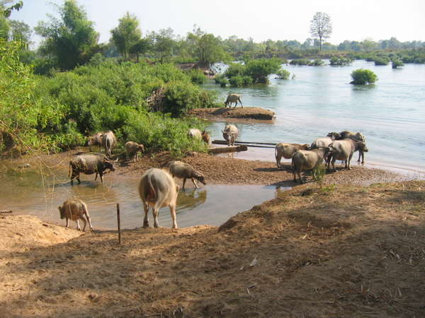 fichier 20070203_130000_0483-0.jpg