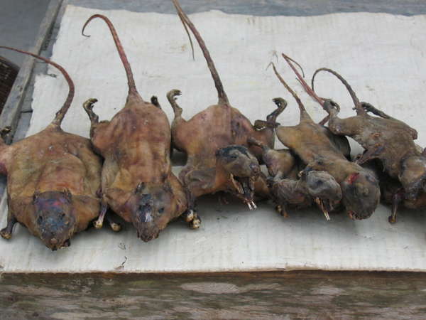 fichier 20070216_050000_laos-0.jpg