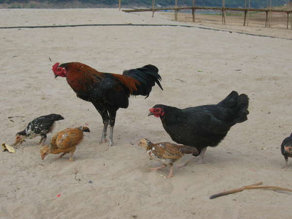 fichier 20070228_060000_0192-0.jpg