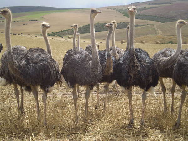 fichier 20071130_070000_0232-0.jpg