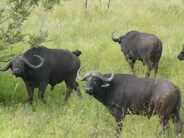 fichier 20080105_130000_0417-0.jpg