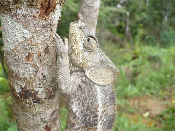 fichier 20080213_160000_0853-0.jpg